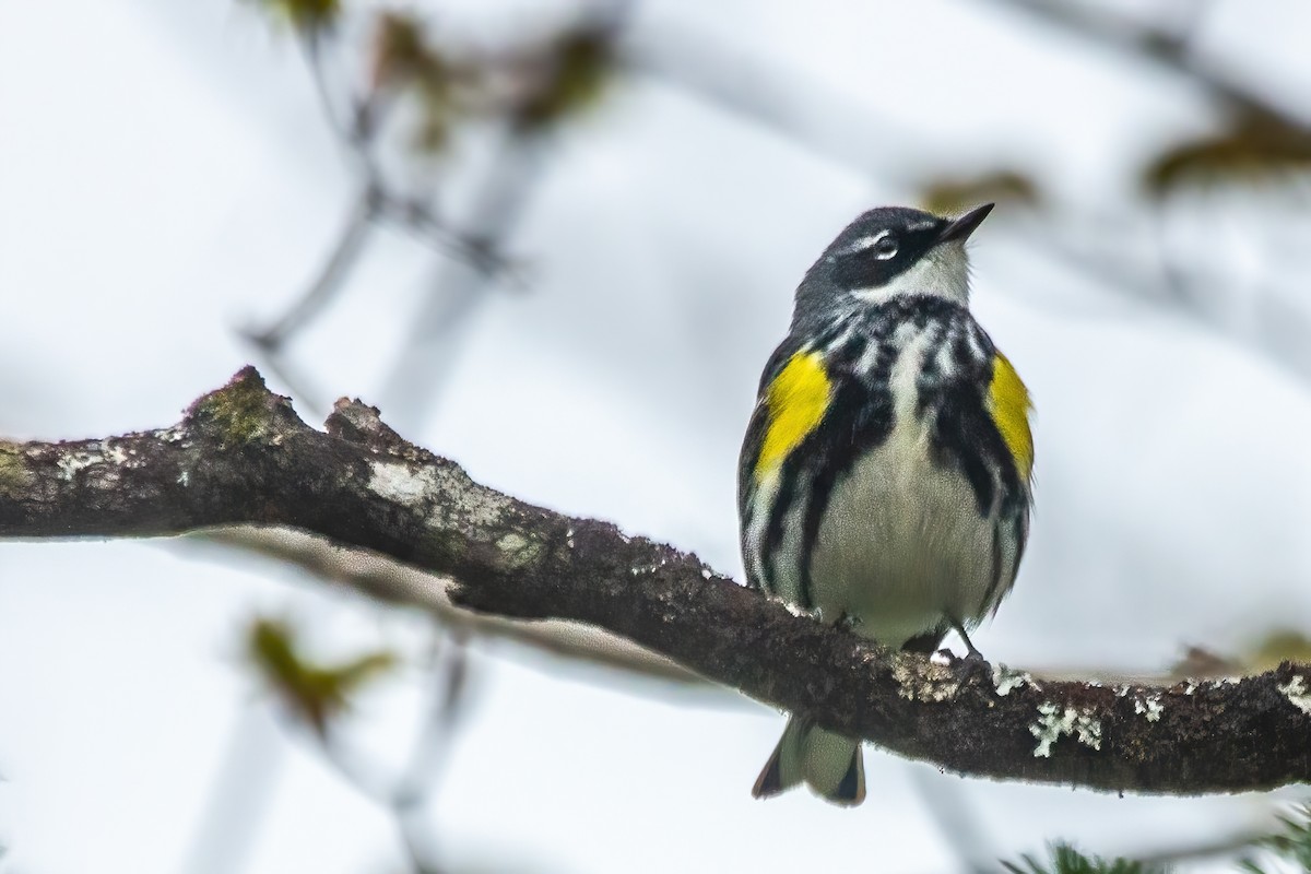 Yellow-rumped Warbler - Marc Boisvert