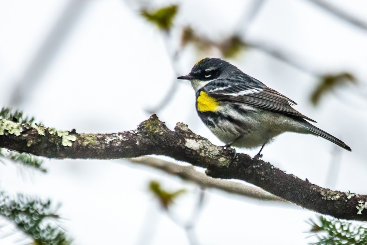Yellow-rumped Warbler - ML619254223