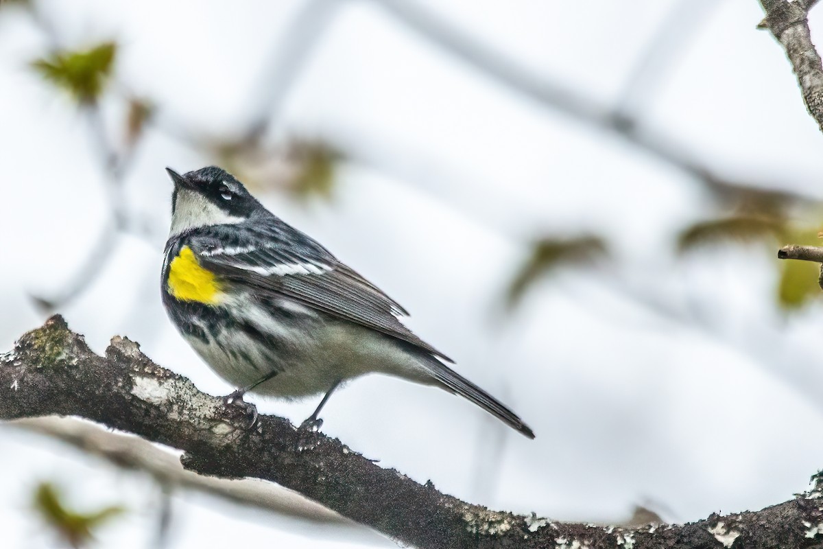 Yellow-rumped Warbler - ML619254224
