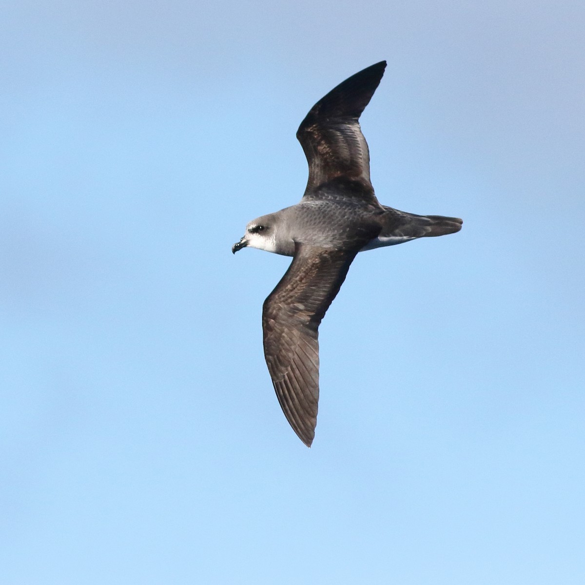 Soft-plumaged Petrel - Leigh Pieterse