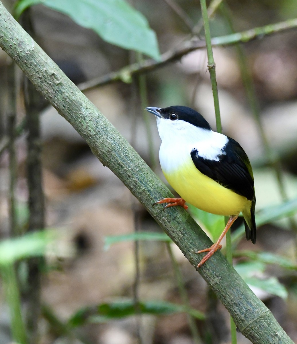 White-collared Manakin - mark perry