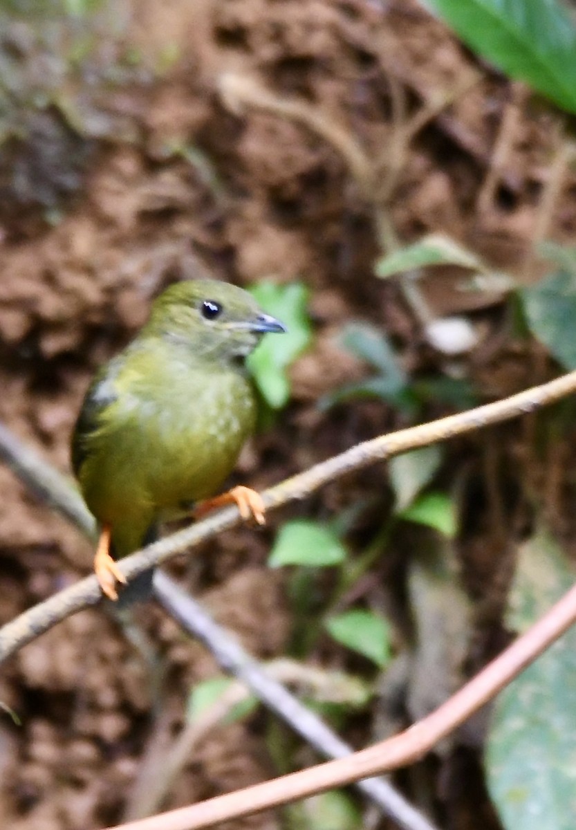 White-collared Manakin - mark perry