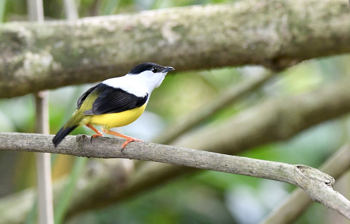 White-collared Manakin - mark perry