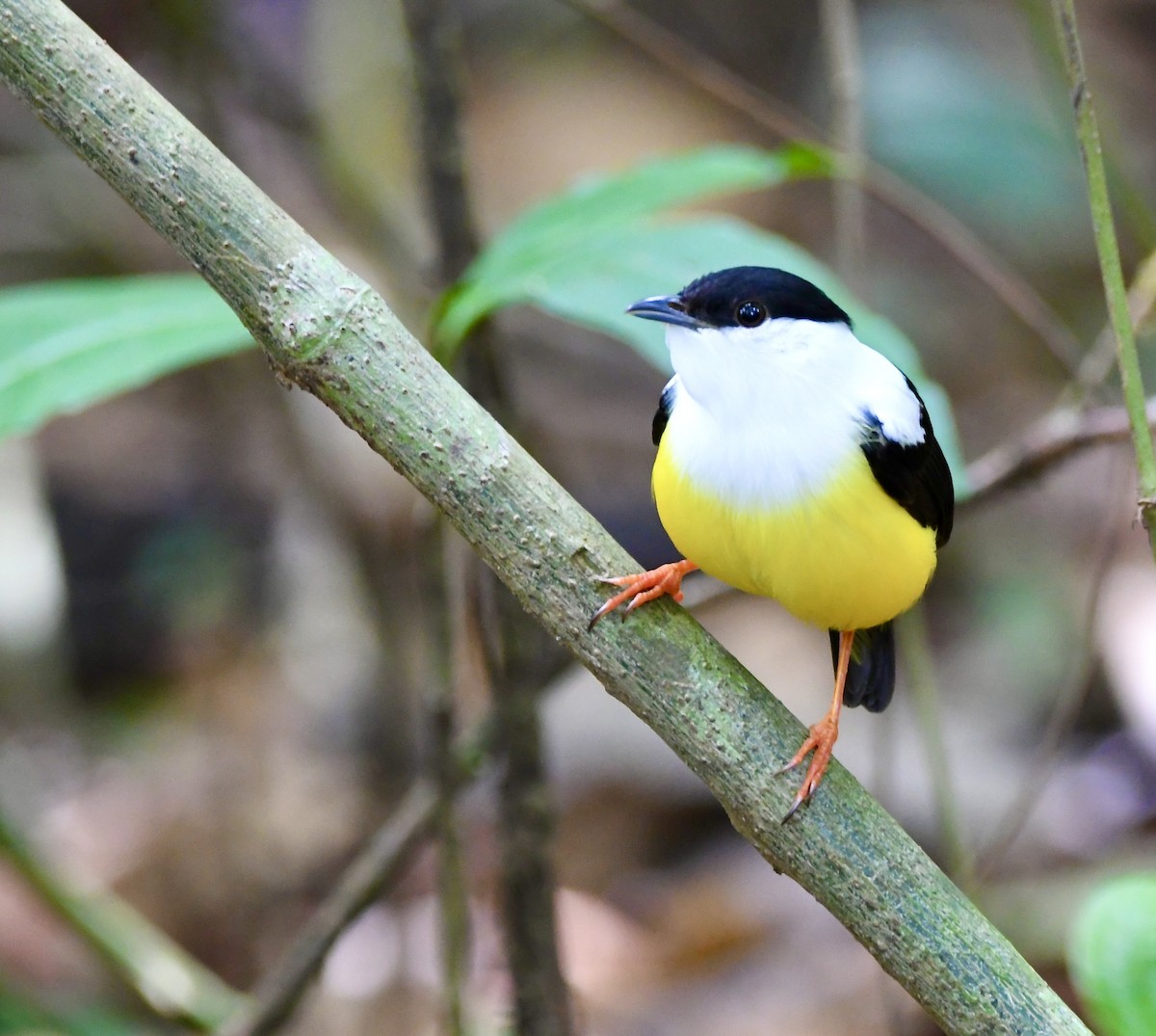 White-collared Manakin - mark perry