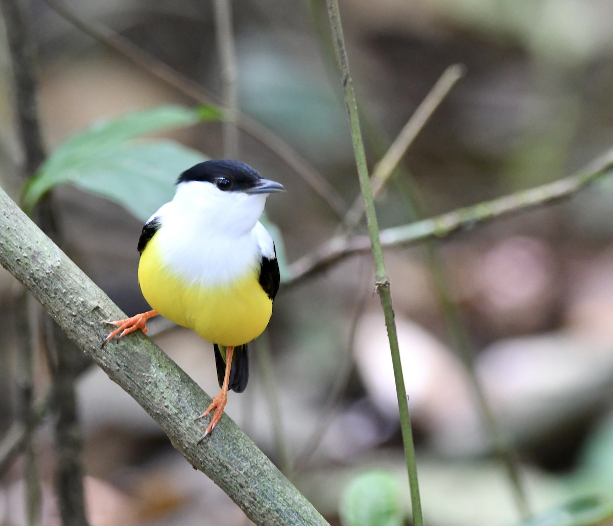 White-collared Manakin - mark perry