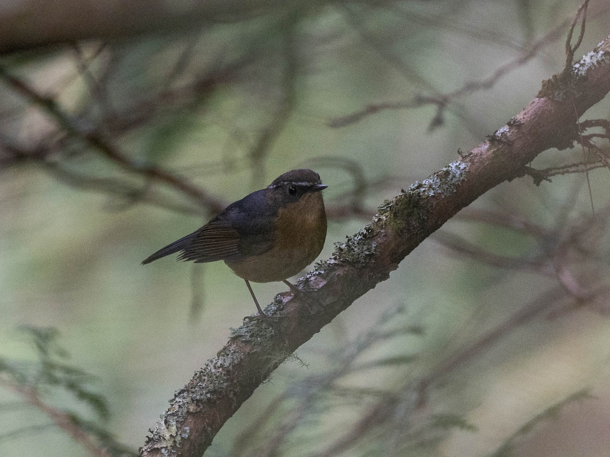 White-browed Bush-Robin (Taiwan) - ML619254236