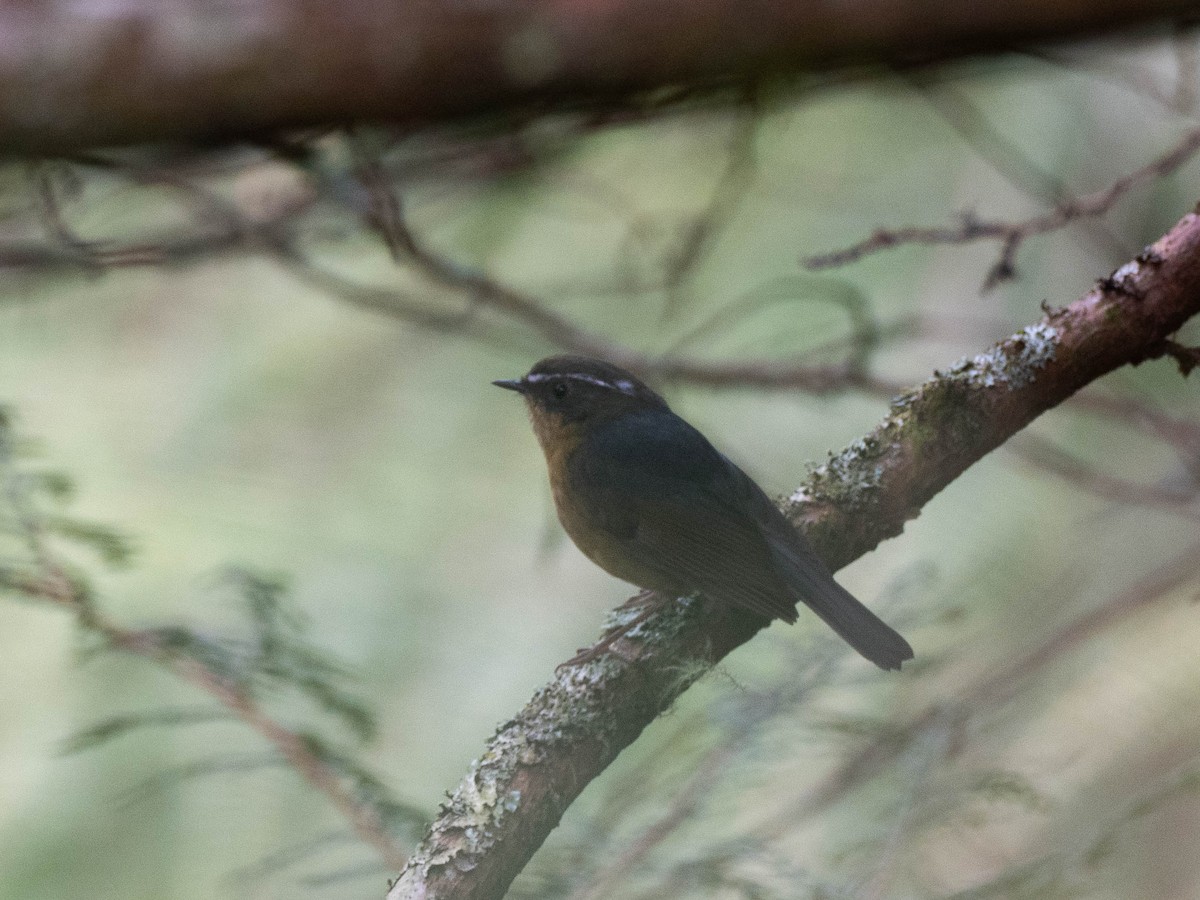 White-browed Bush-Robin (Taiwan) - ML619254237