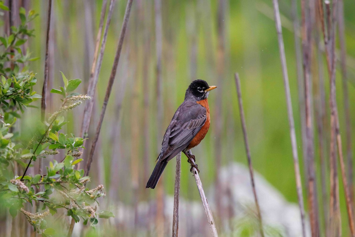 American Robin - Colleen Robinson