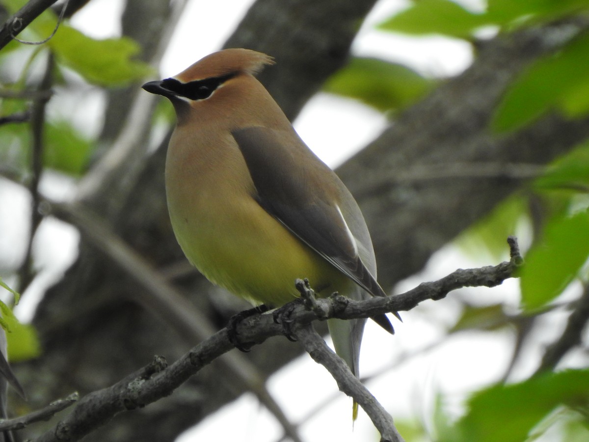 Cedar Waxwing - Ron Marek