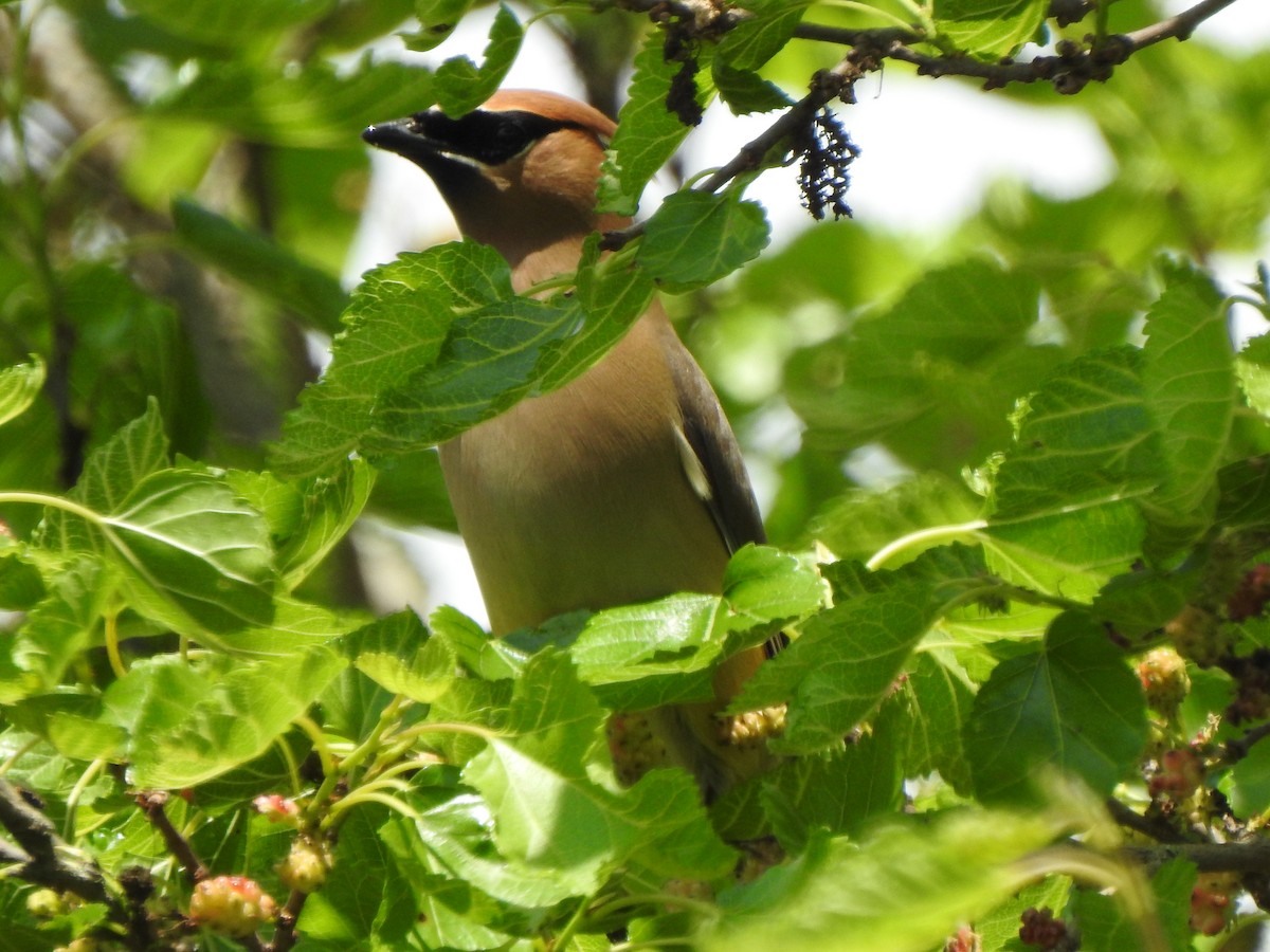 Cedar Waxwing - Ron Marek