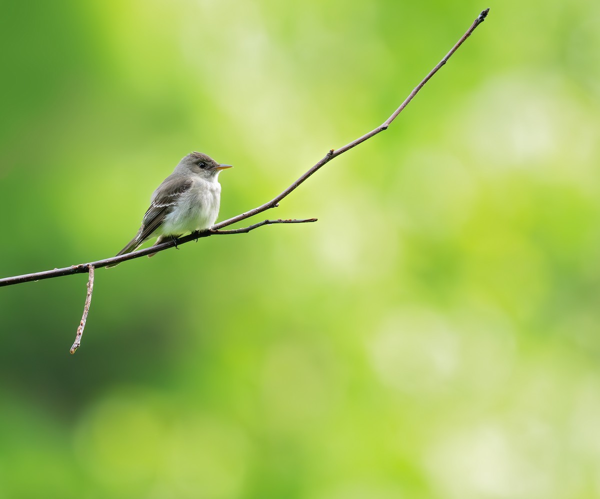 Eastern Wood-Pewee - ML619254276