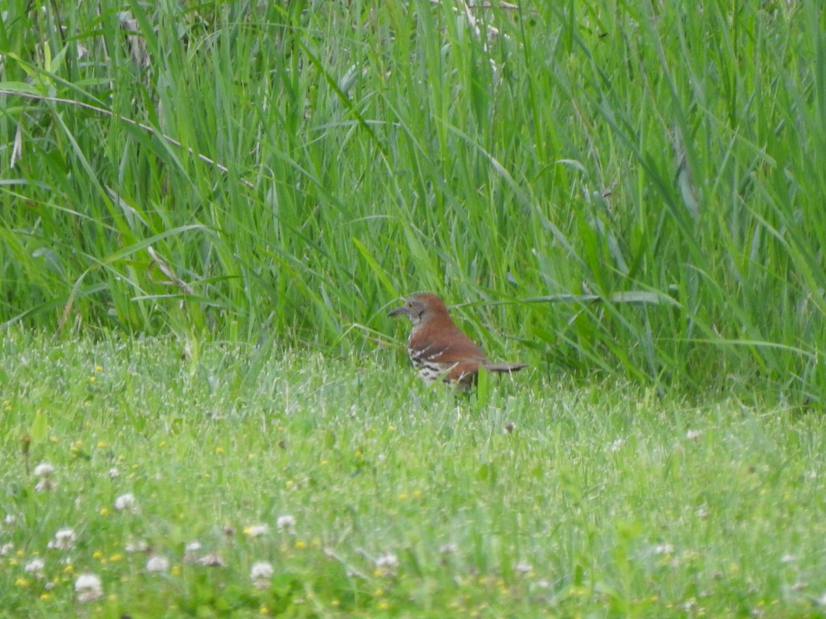 Brown Thrasher - Ron Marek