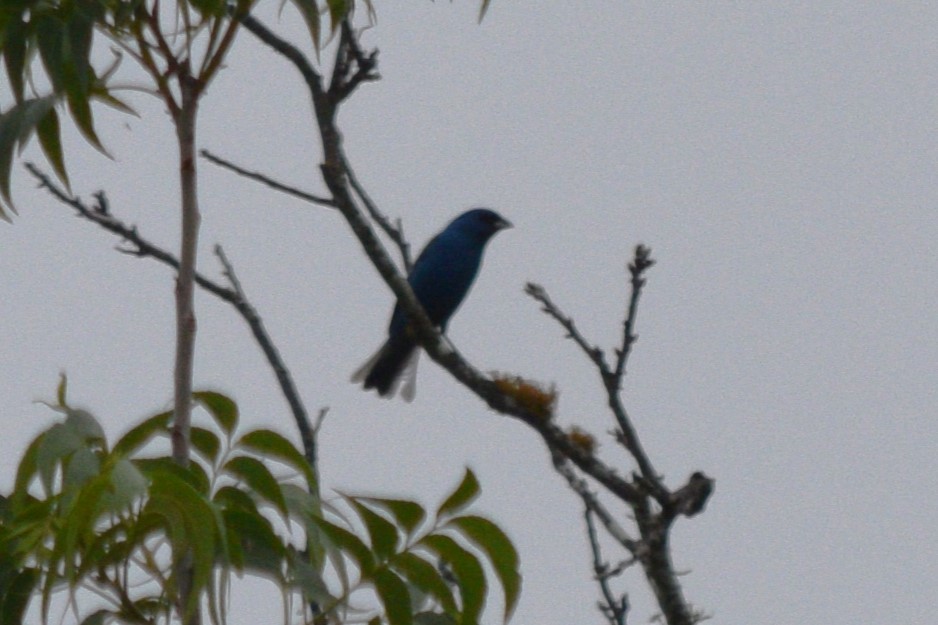 Indigo Bunting - ML619254284