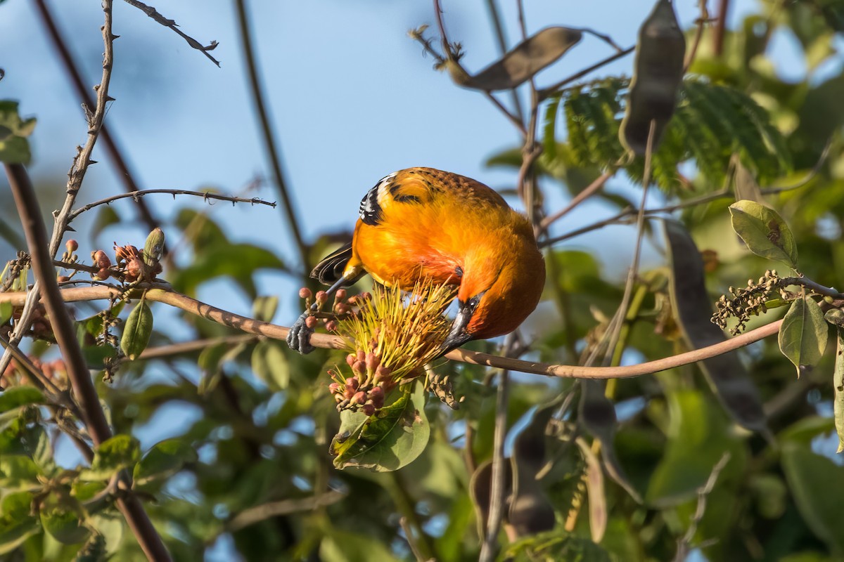 Streak-backed Oriole - Jodi Boe