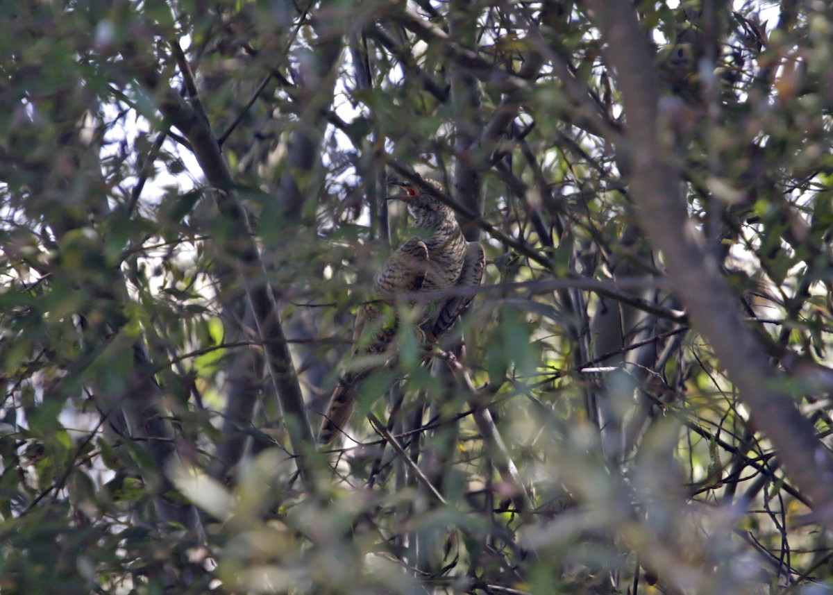 Common Cuckoo - ML619254293