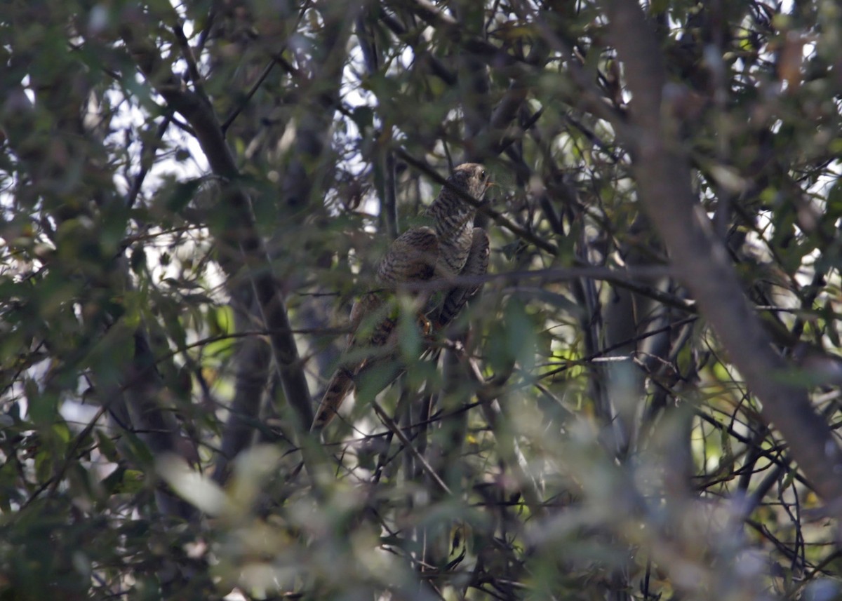 Common Cuckoo - ML619254294