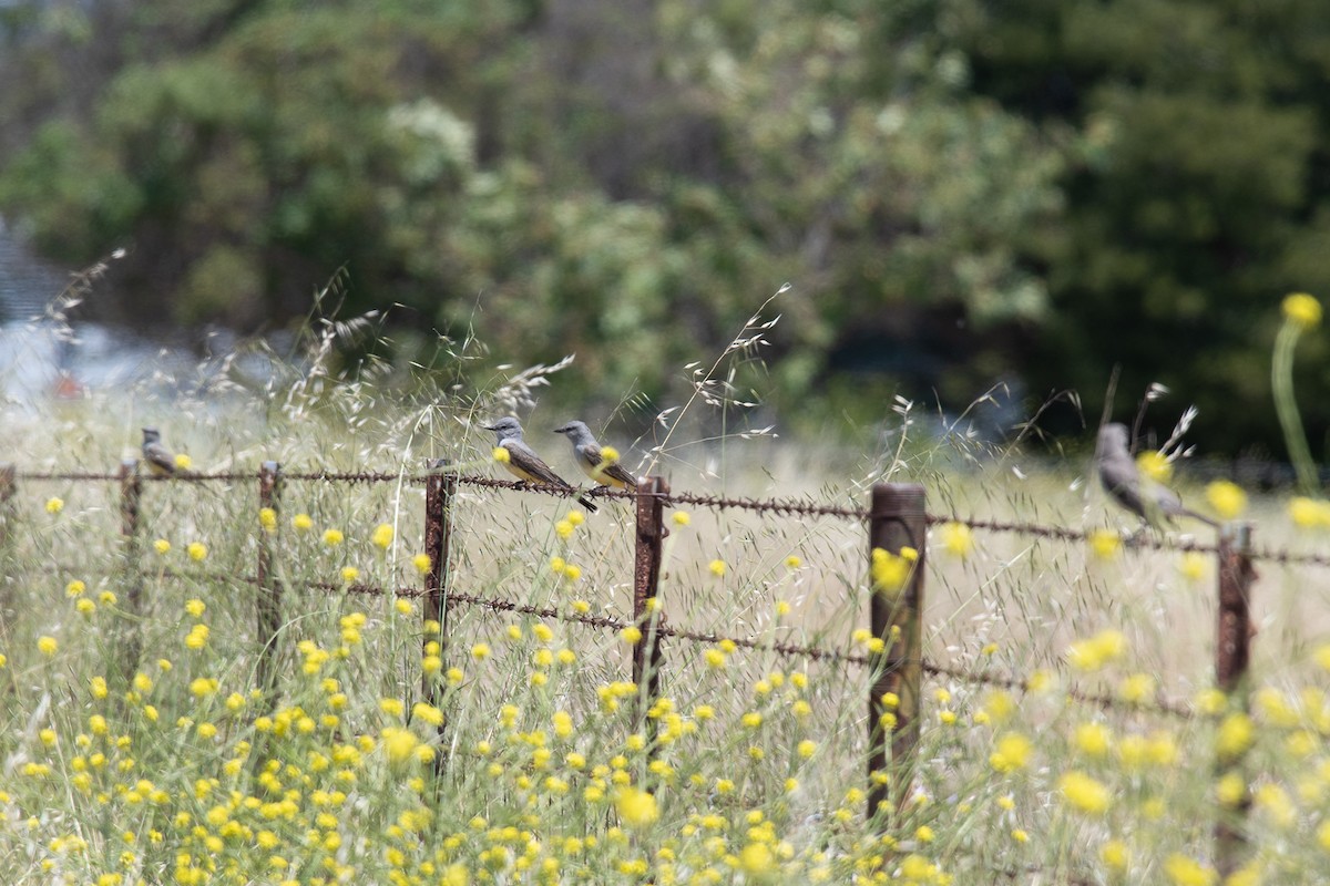 Western Kingbird - Sharon J