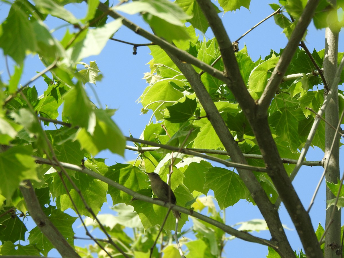 House Wren - ML619254302