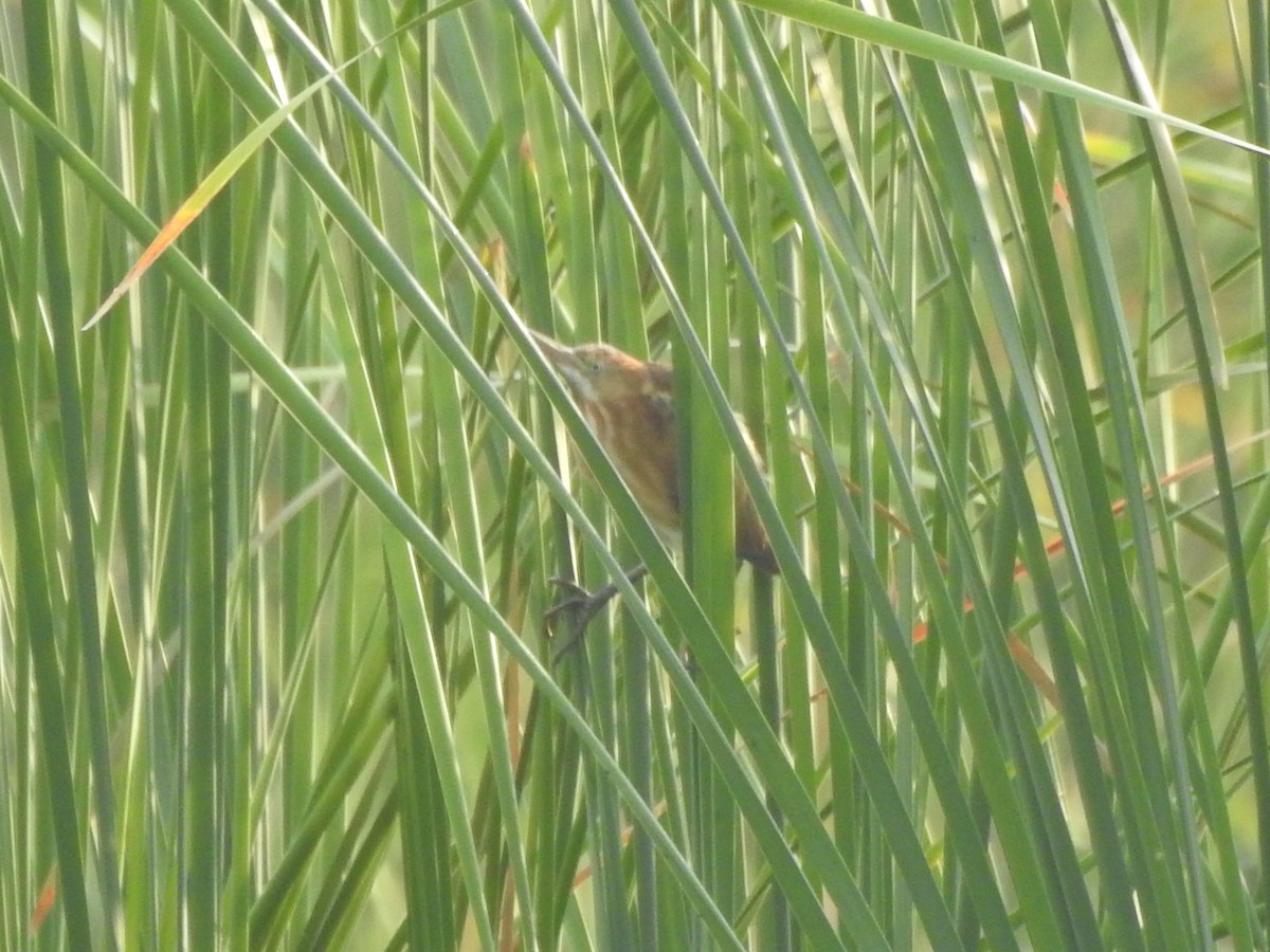 Least Bittern - ML619254314