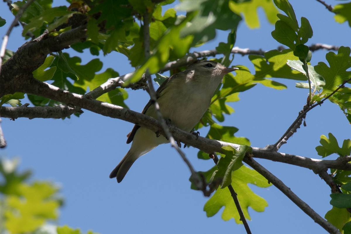 Warbling Vireo - Sharon J