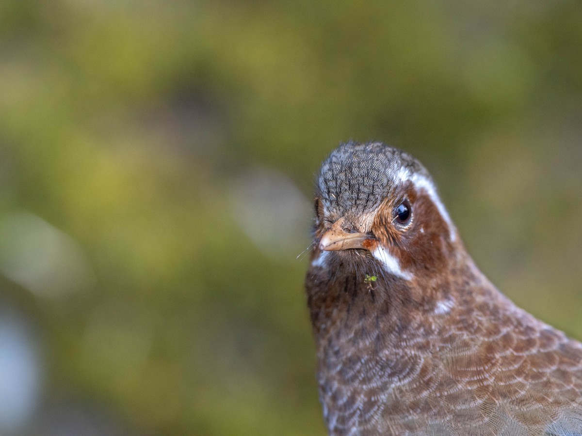 White-whiskered Laughingthrush - Rachael Kaiser