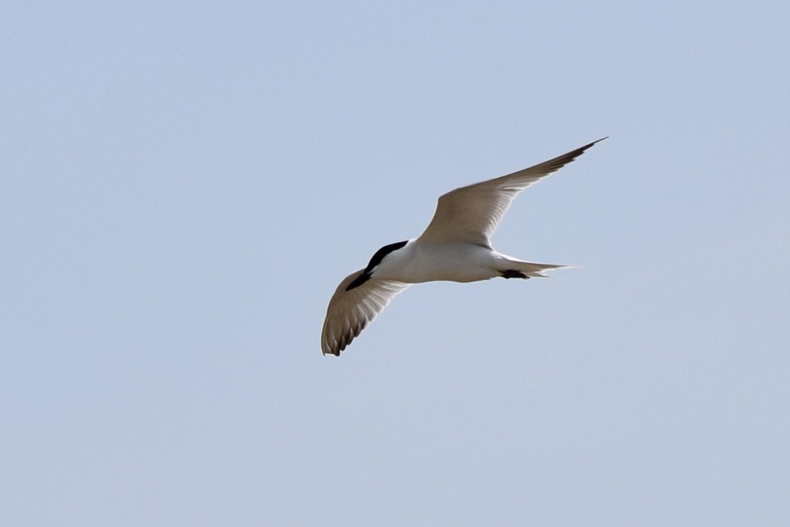 Gull-billed Tern - Nancy Price
