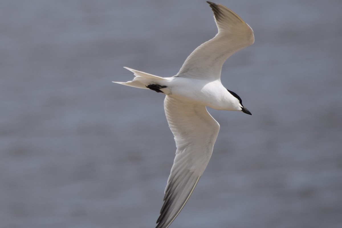 Gull-billed Tern - Nancy Price