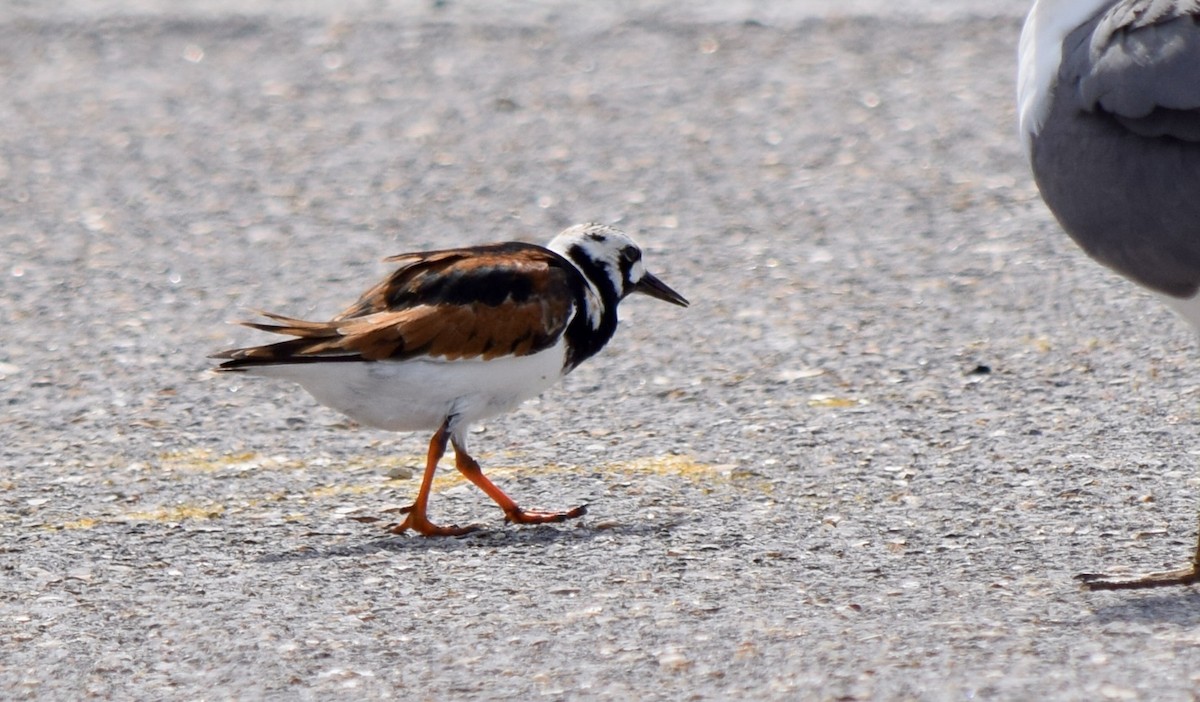 Ruddy Turnstone - Nancy Price