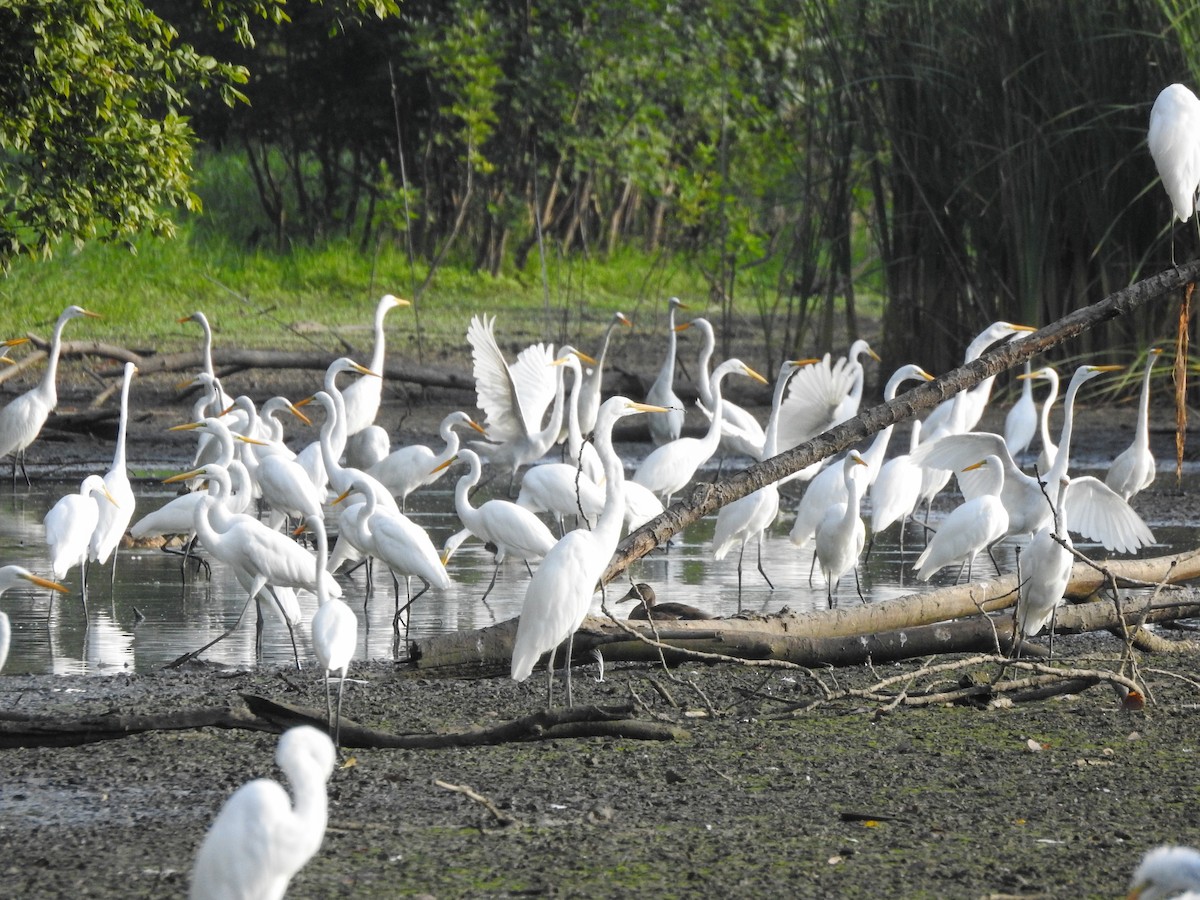 Great Egret - Reanna Thomas