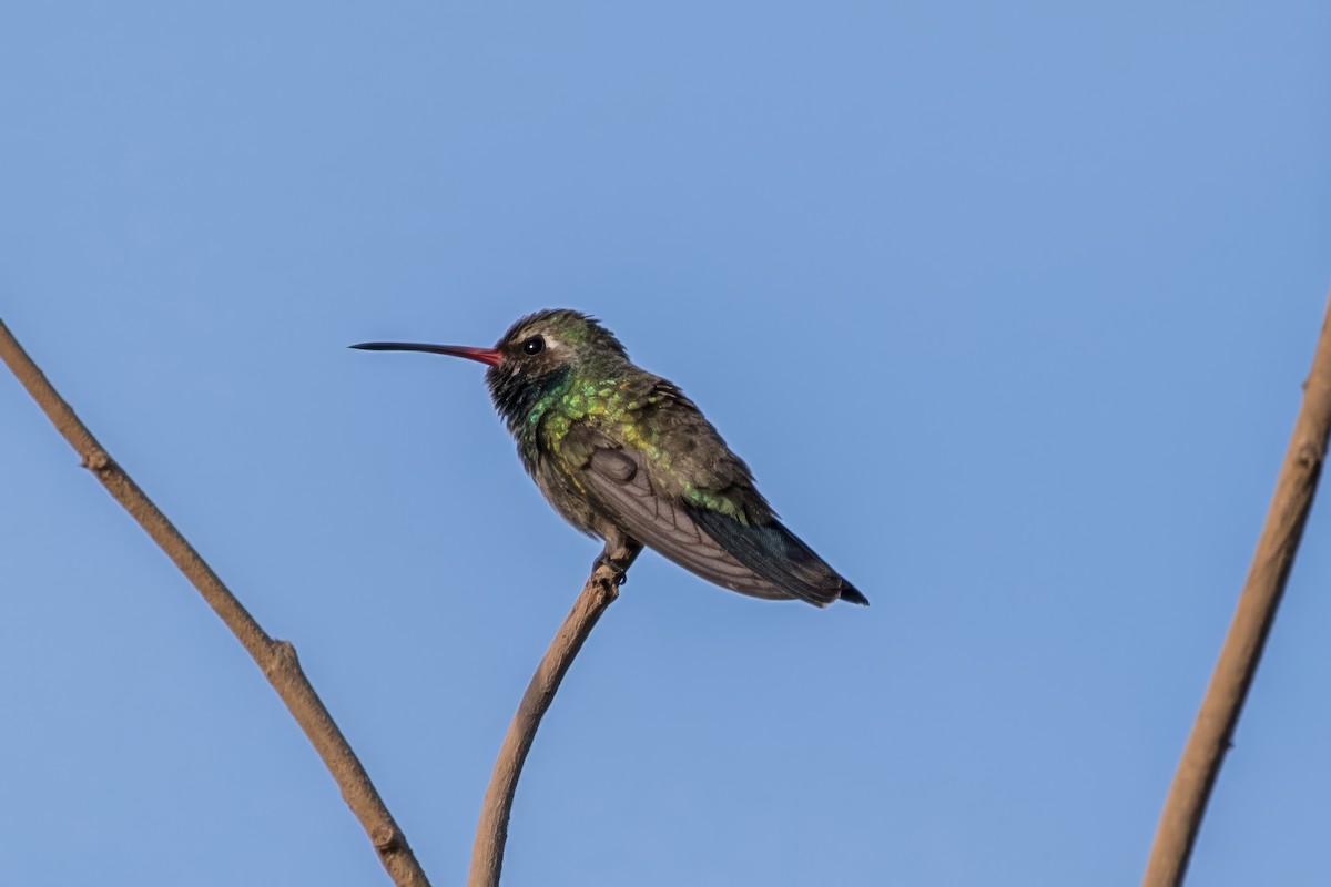 Broad-billed Hummingbird - Jodi Boe