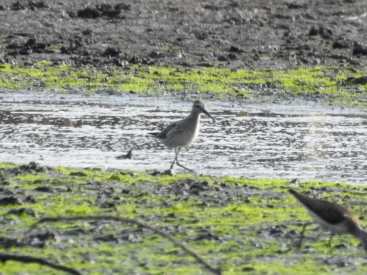 Stilt Sandpiper - Reanna Thomas