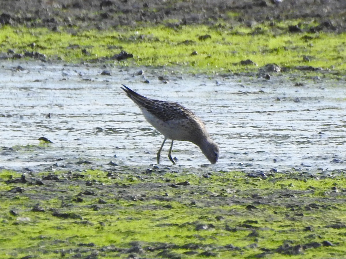 Stilt Sandpiper - Reanna Thomas