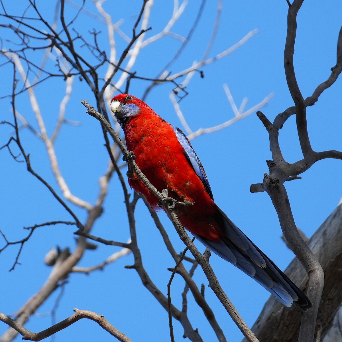 Crimson Rosella - Yingchen Nie