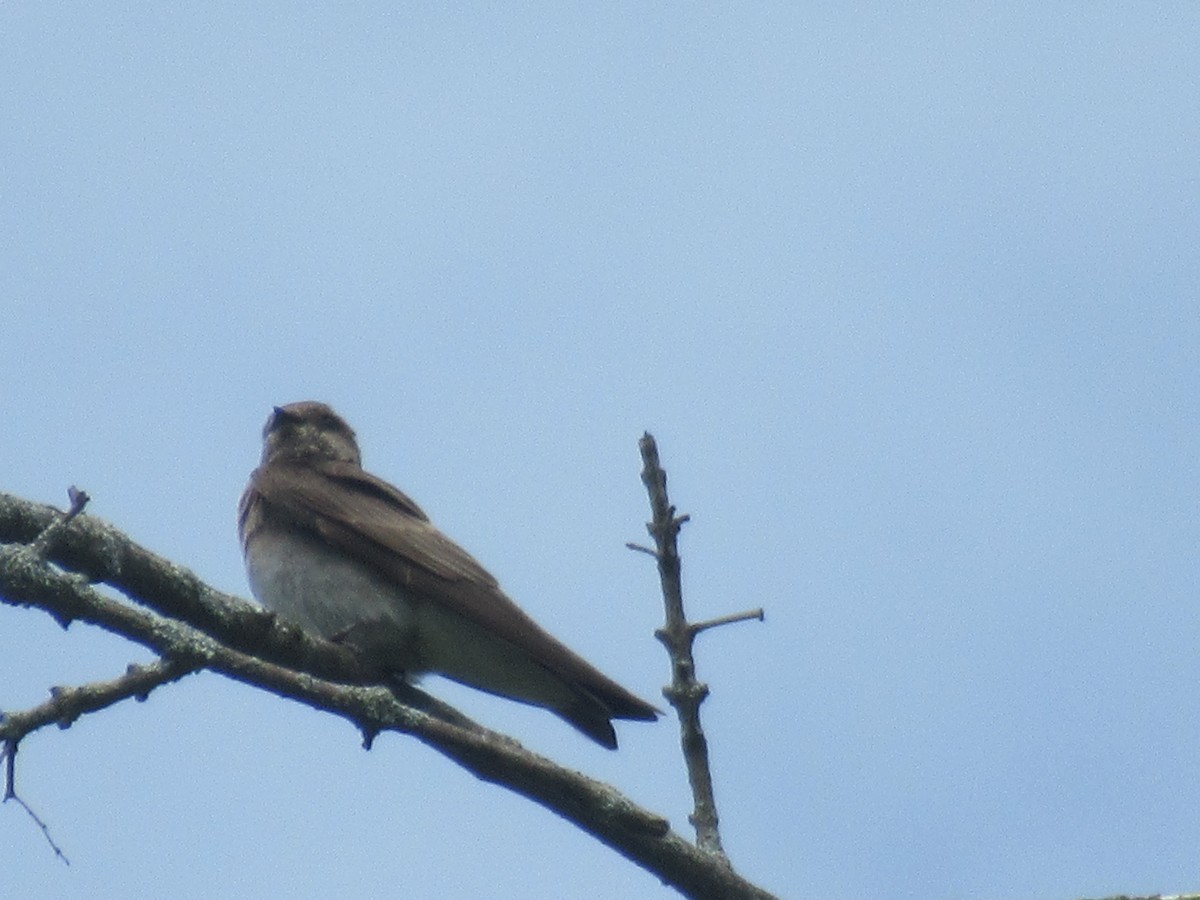 Northern Rough-winged Swallow (Northern) - Barry Capella