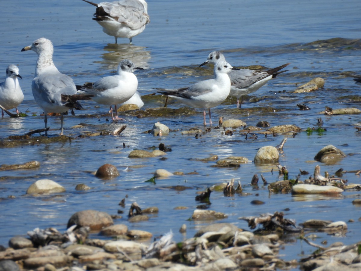 Bonaparte's Gull - william gray