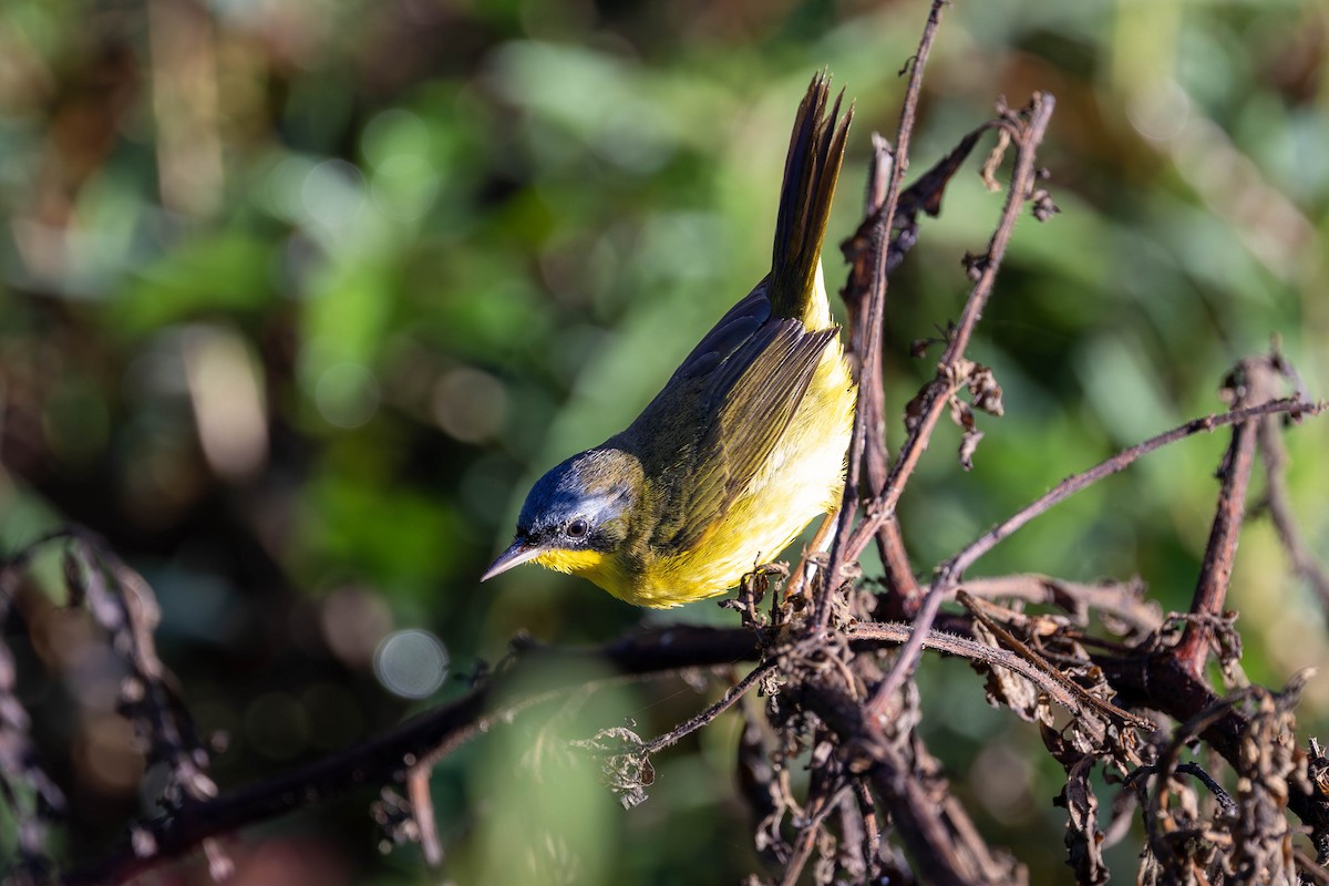 Southern Yellowthroat - Fernando Calmon