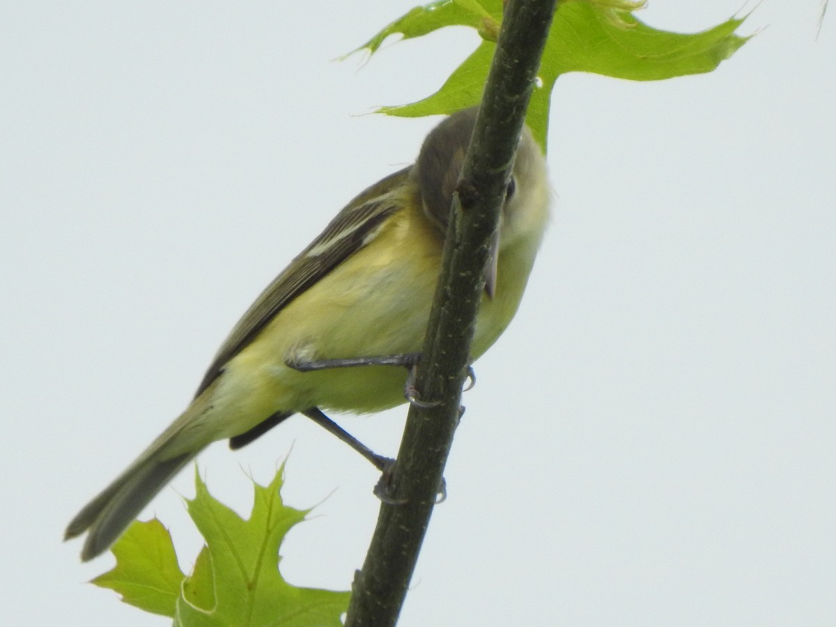 Bell's Vireo - Ron Marek