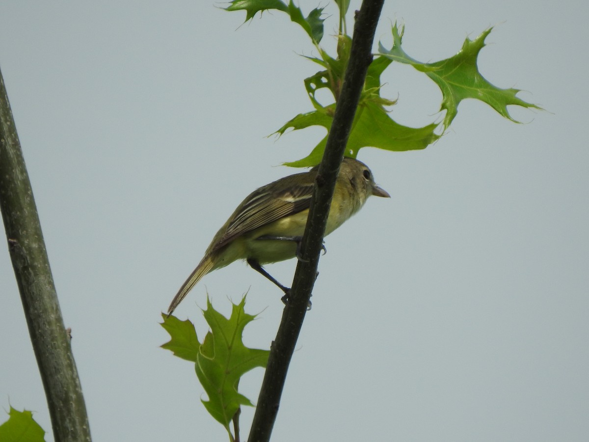 Bell's Vireo - Ron Marek