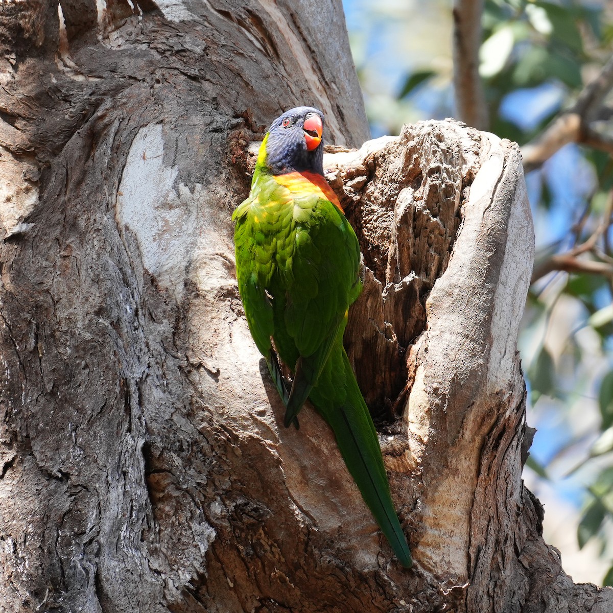 Rainbow Lorikeet - Yingchen Nie