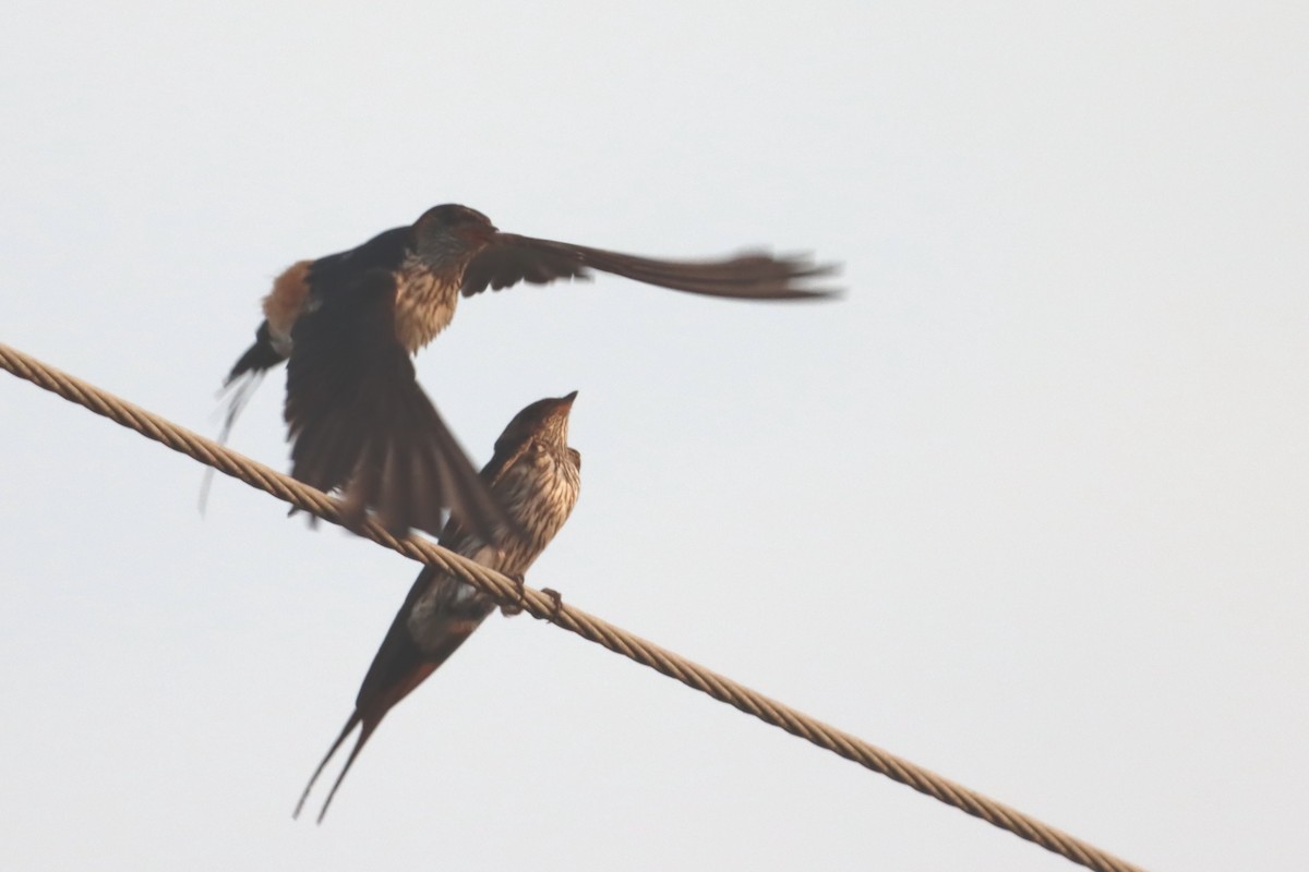 Striated Swallow - David Morrison