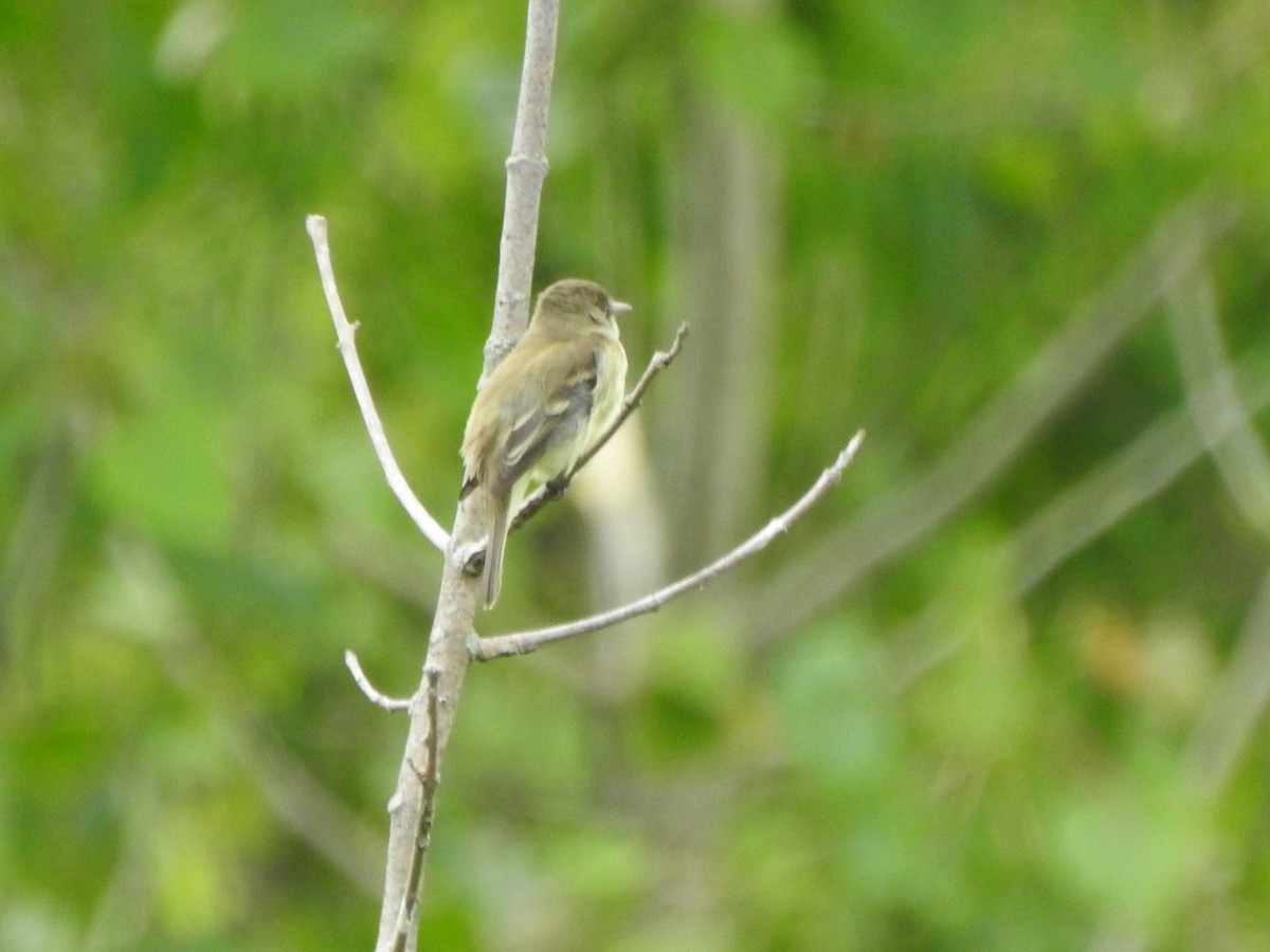 Willow Flycatcher - Ron Marek