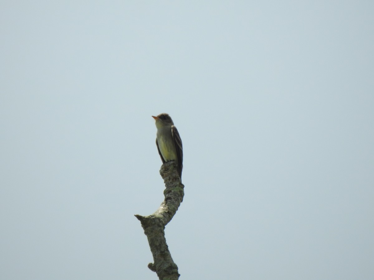 Eastern Wood-Pewee - Ron Marek