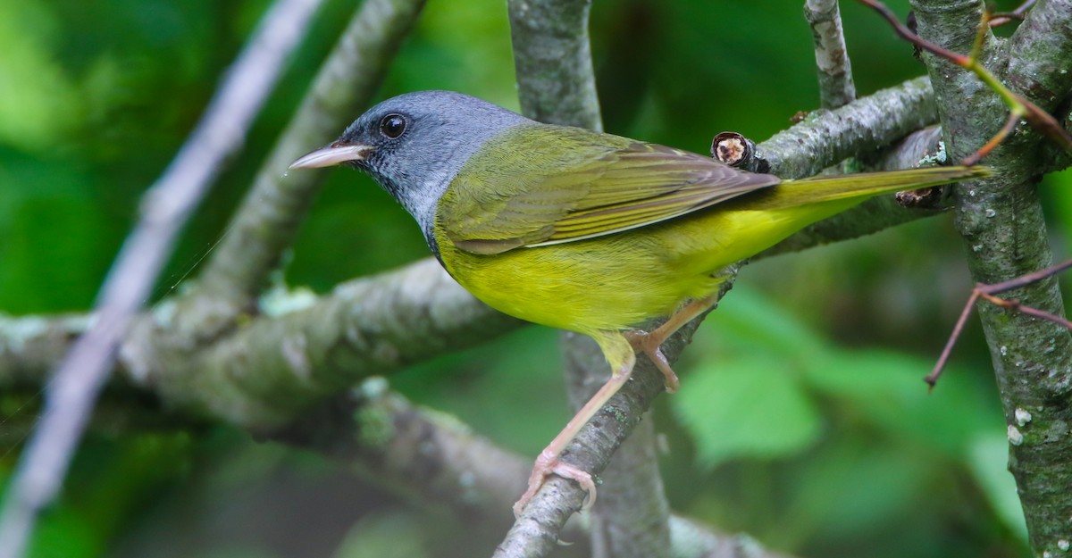 Mourning Warbler - David Woodhouse
