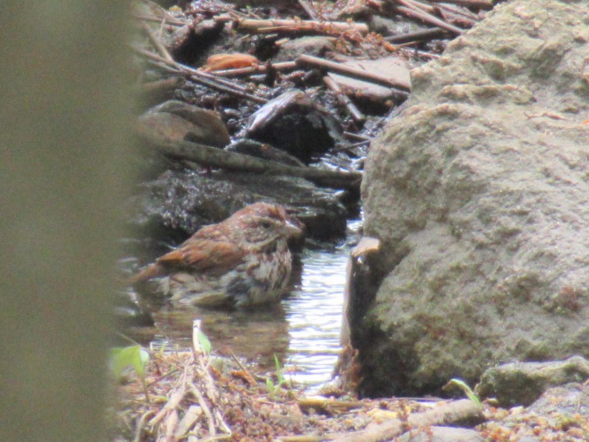 Song Sparrow - ML619254392