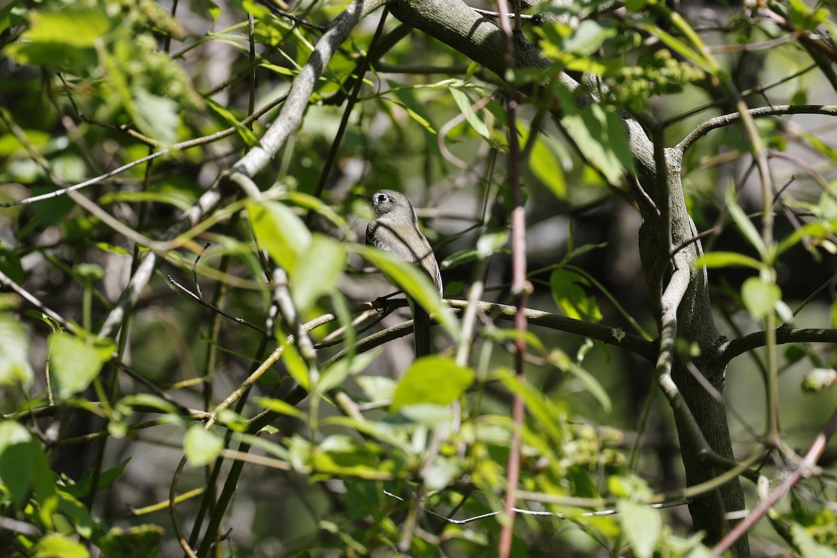 Yellow-bellied Flycatcher - ML619254397