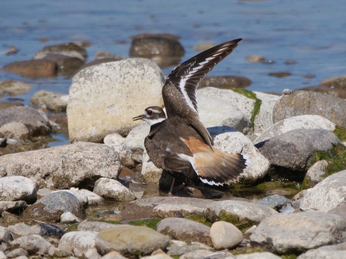 Killdeer - william gray