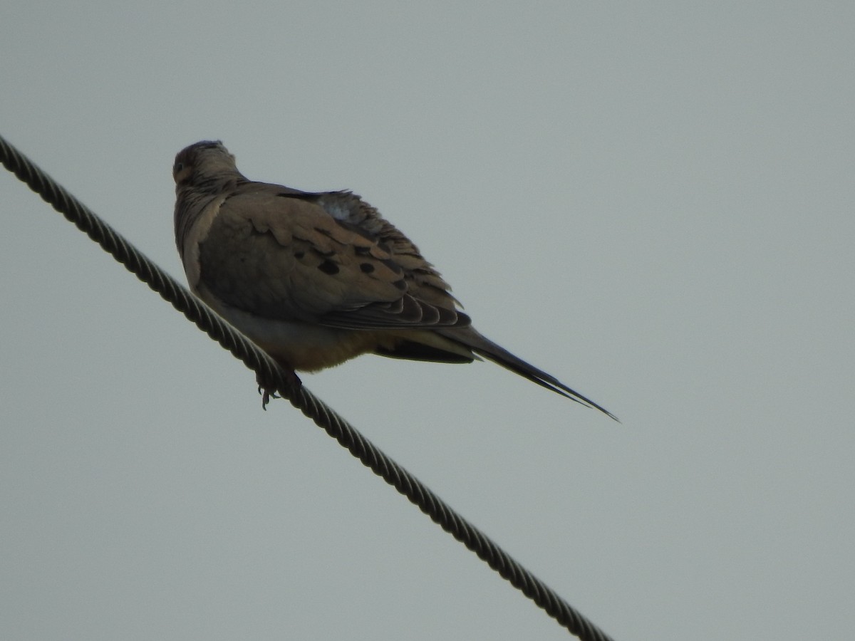 Mourning Dove - ML619254409