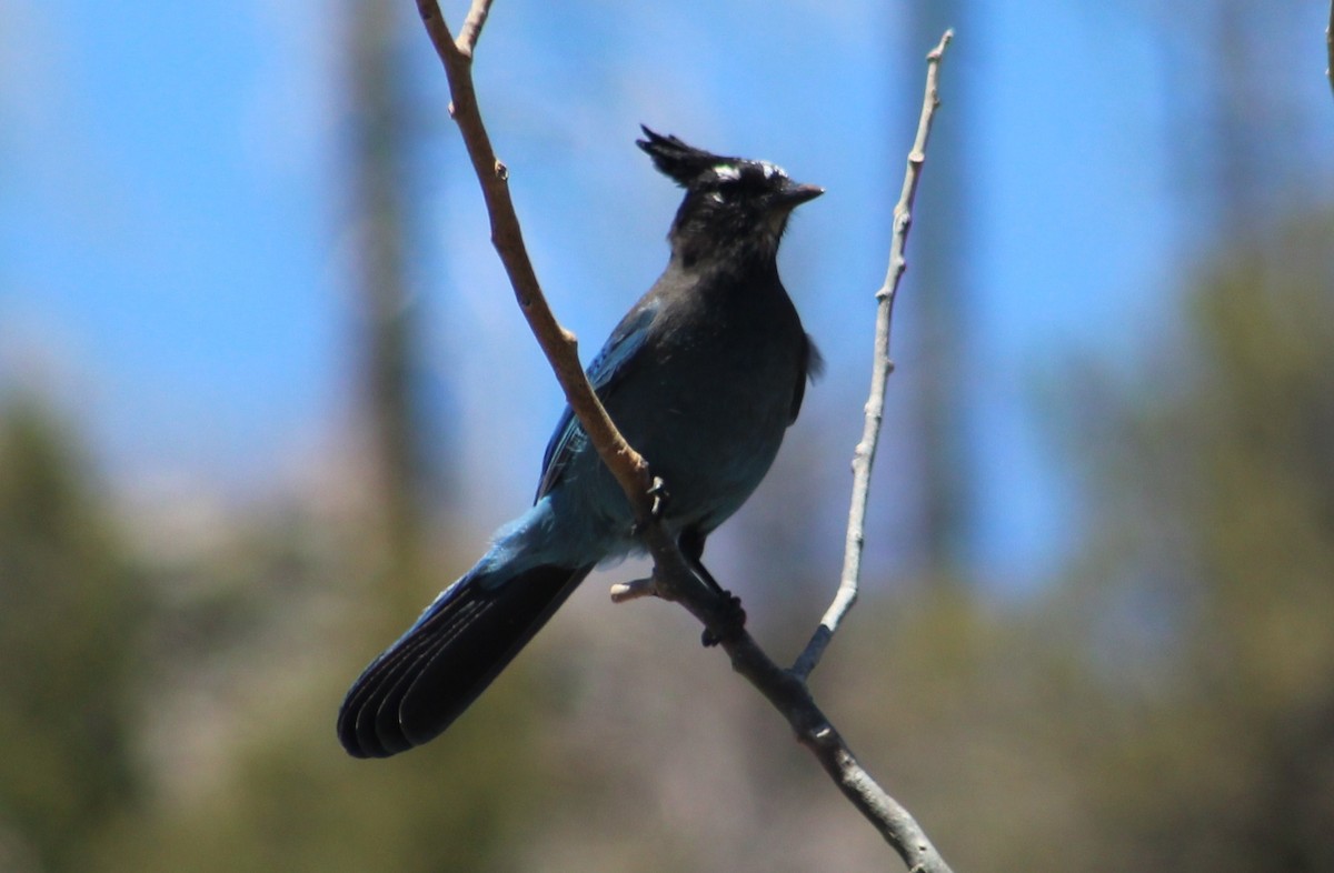 Steller's Jay (Southwest Interior) - ML619254410