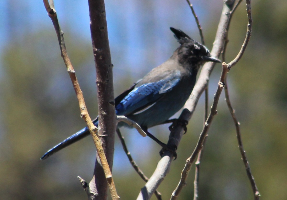 Steller's Jay (Southwest Interior) - Tommy DeBardeleben