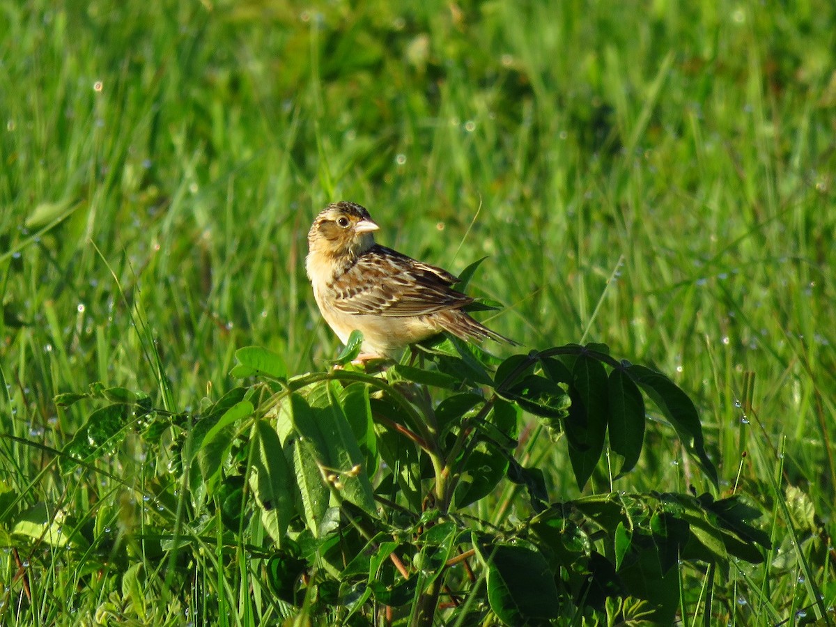 Grasshopper Sparrow - ML619254421